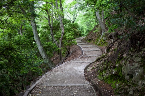Preview: Winding forest path
