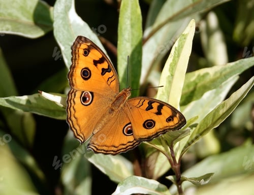 Preview: Peacock pansy butterfly perched atop a vibrant green leaf, surrounded by lush foliage.