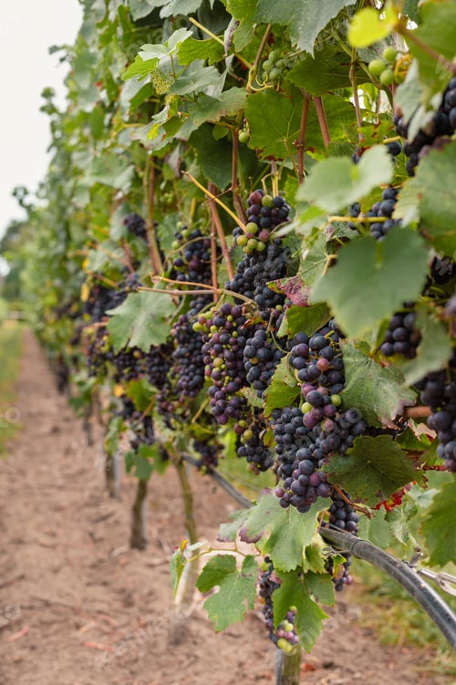 Preview: Grapes in Vineyard Ready for Harvest