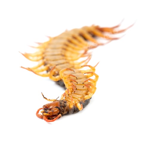 Preview: centipede isolated on white background