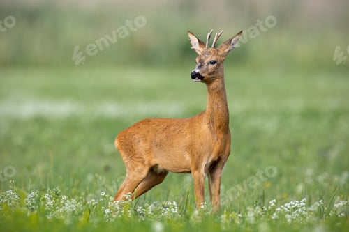 Preview: Young cautious roe deer buck on blossoming meadow in summer