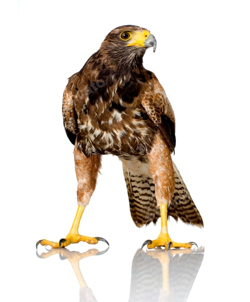 Preview: Harris's Hawk