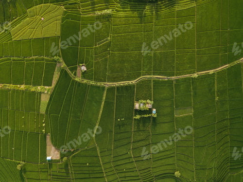 Preview: Aerial view of rice fields,Bali,Indonesia
