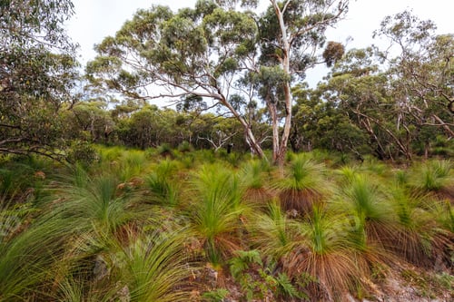 Preview: Two Bays Walking Track in Victoria Australia