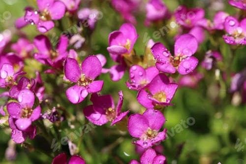 Preview: Purple Flowers Blooming in a Natural Garden