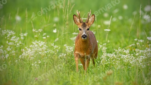 Preview: Young roe deer walking towards camera surrounded by white flowers in summer