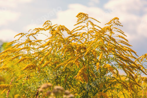 Preview: Ambrosia blooms in the park. Selective focus.