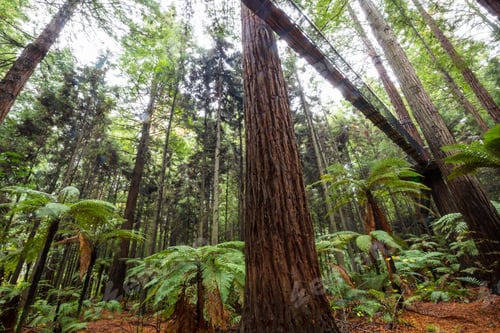 Preview: New Zealand forest