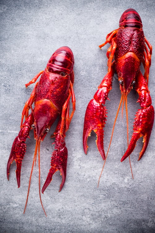 Preview: Crayfish.