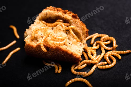 Preview: Meat worms on old bread, eating it and moving, Tenebrio molitor