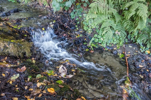Preview: A Detail Shot Of A Creek In Burien, Washington.