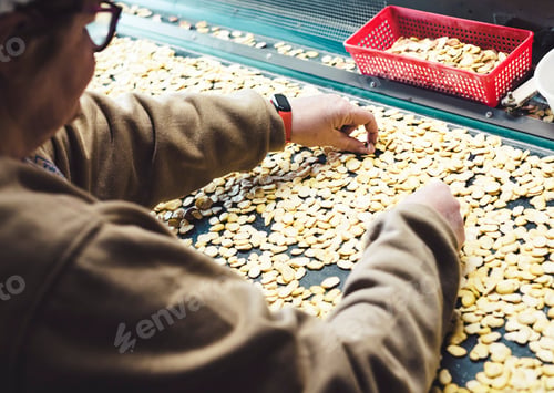 Preview: Unrecognizable elderly woman selecting beans in front of a conveyor line