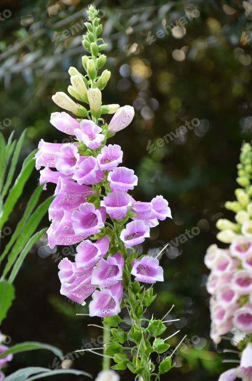 Preview: Purple foxglove flower in full bloom against a blurred natural background.