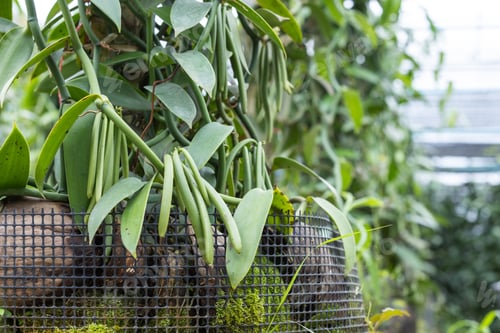 Preview: Vanilla Farming in Thailand with Green Vanilla Pods Growing on Vines