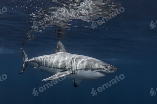 Preview: Mexico, Guadalupe Island, Great white shark underwater