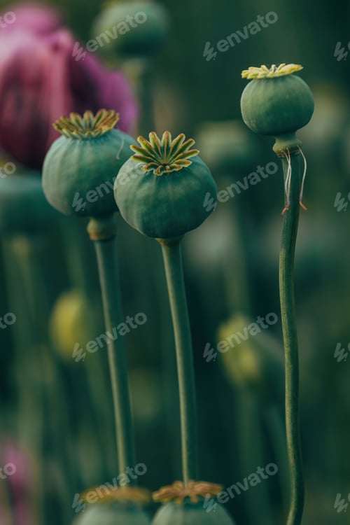 Preview: Opium poppy unripe capsules in cultivated field