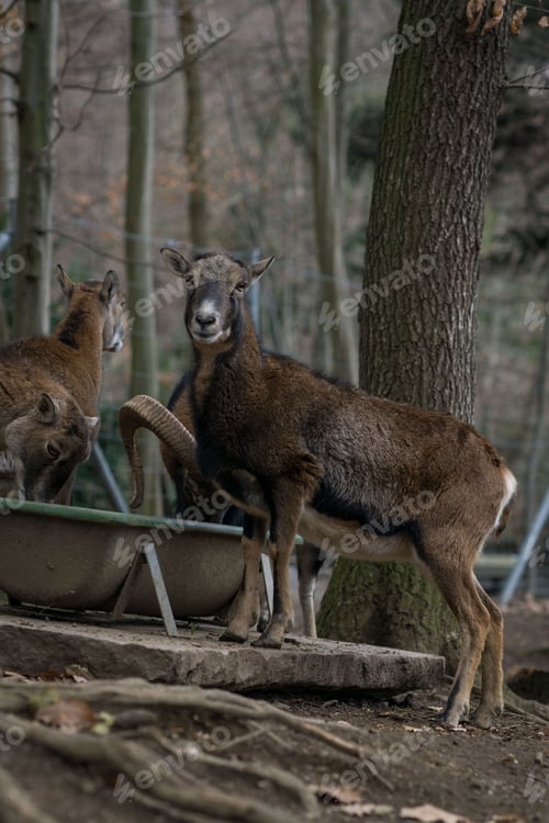 Preview: A vertical shot of a Mouflon looking at the camera