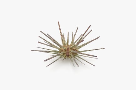 Preview: Striped Spine Pencil Urchin