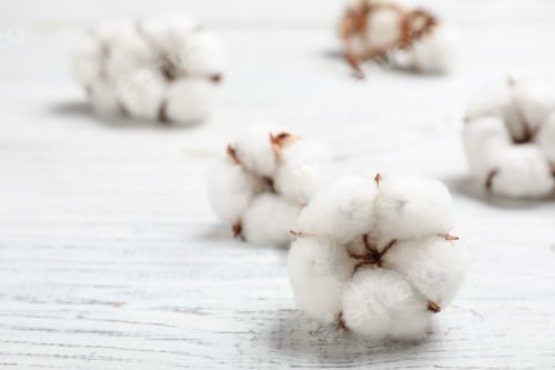 Preview: Fluffy cotton flowers on white wooden background, closeup