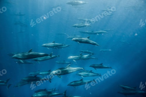 Preview: Large group of bottlenose dolphins, Seymour, Galapagos, Ecuador, South America