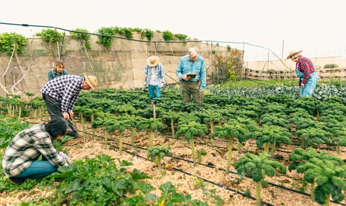 Preview: Group of farmers working in agricultural land - Farm people lifestyle concept