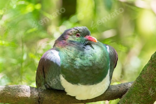 Preview: New Zealand fruit pigeon perched atop a leafy tree branch in a lush green forest