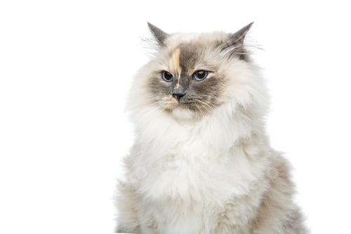 Preview: beautiful birma cat isolated on white