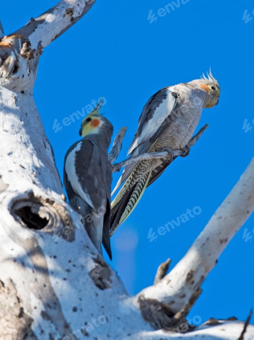 Preview: cockatiel, bird, pet, parrot