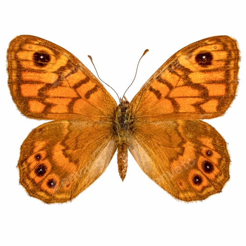 Preview: Wall brown butterfly