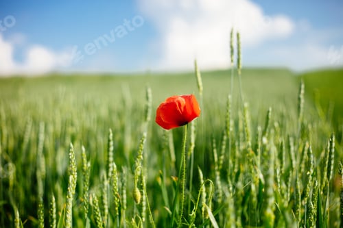 Preview: Field with wild poppy and wheat in the sun light.