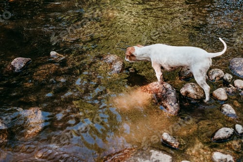 Preview: cute small jack russell dog swimming in river in forest. Pets and nature