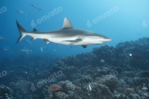 Preview: White tip reef shark swimming in coral
