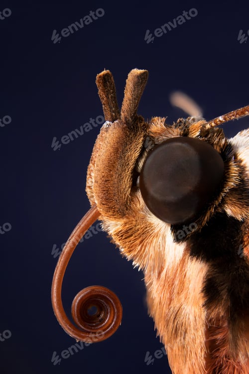 Preview: Macro shot of the black witch moth