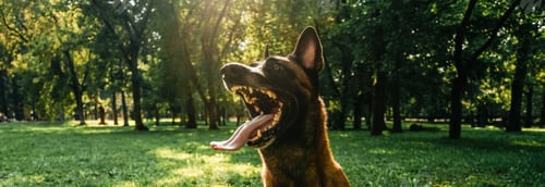 Preview: A Belgian shepherd dog is sitting in park.