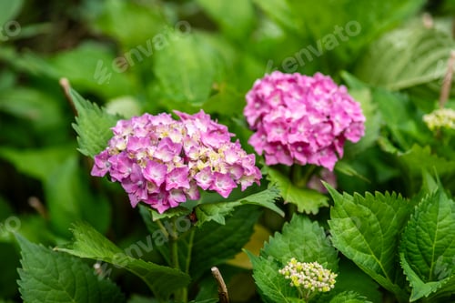 Preview: Pink flowers in full bloom on a tree with vibrant green leaves in a garden.