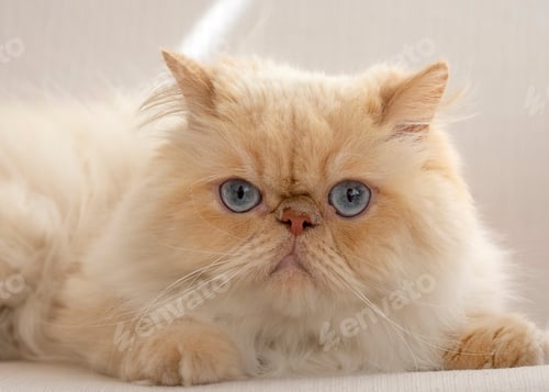 Preview: Pet animal; cute cat indoor. Cute Persian Cat