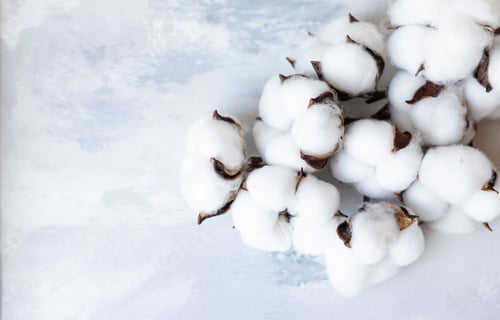 Preview: White fluffy cotton flowers on light concrete background. Delicate light background.