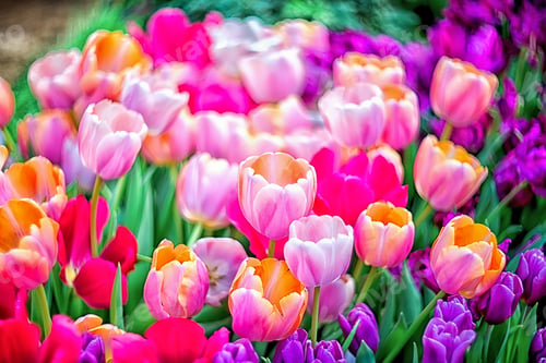 Preview: Multicolored spring flowers - tulips with selective focus. Flower background