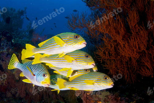 Preview: A Creative and Beautiful Indonesia underwater pictures