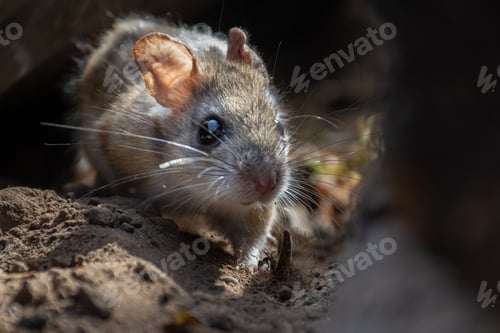 Preview: Close-Up of a Mouse on Dirt
