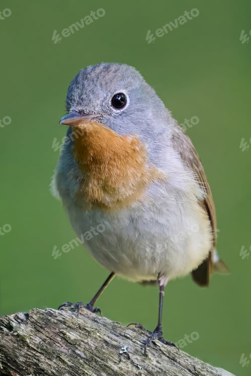 Preview: Red-breasted flycatcher (Ficedula parva)