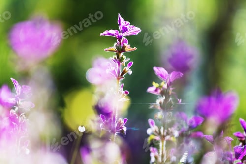 Preview: Flowers