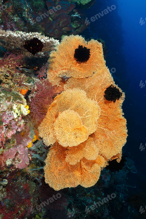 Preview: A vibrant underwater scene featuring colorful coral reefs and marine life in a deep blue ocean