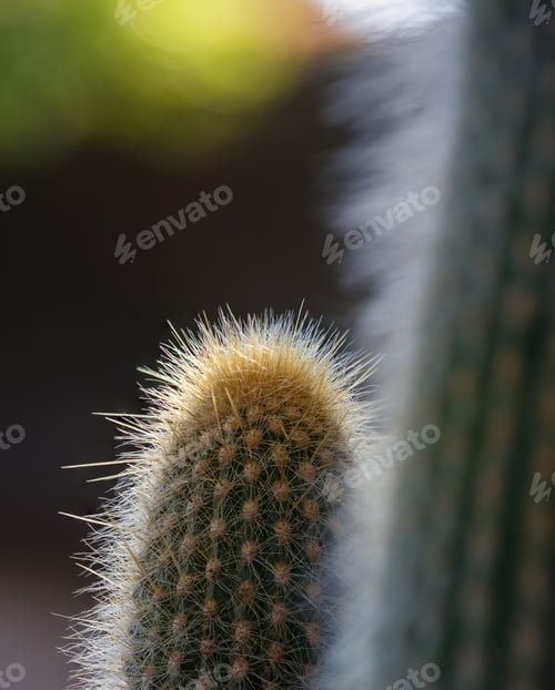 Preview: Cactus Glow