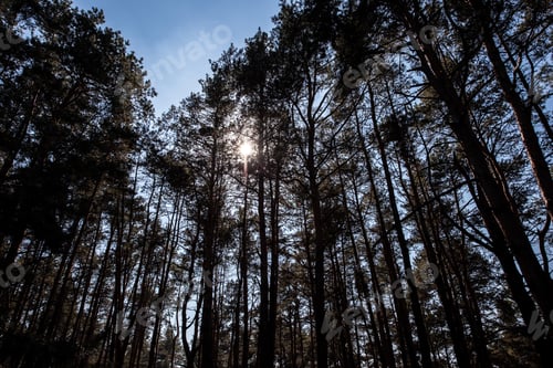Vista previa: view of forest with sun flare between pine trees on background