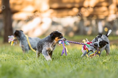 Preview: Cattle dog puppy with a toy in its mouth