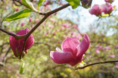 Preview: Blooming tree branch with pink Magnolia soulangeana flowers outdoors in garden