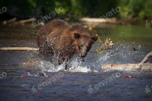 Preview: Closeup shot of a brown bear running in a river with water splashing and a blur background