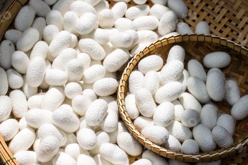 Preview: white silk cocoon, silky, fiber