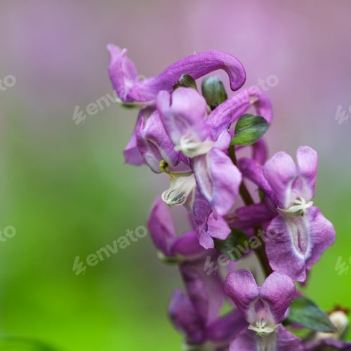 Preview: purple flowers in wild nature
